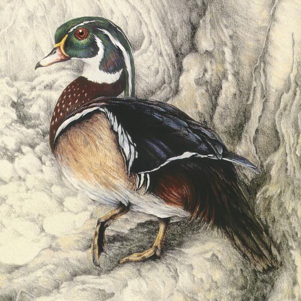 "River Woody" - wood duck picture