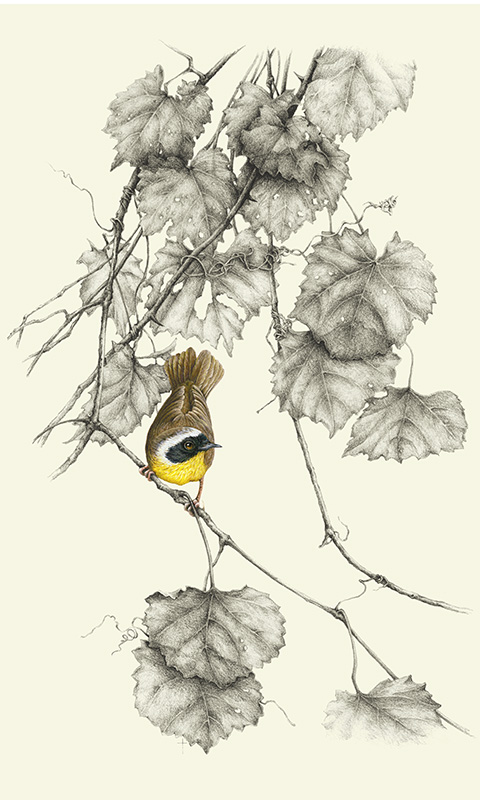 "Common Yellow-throated Warbler"