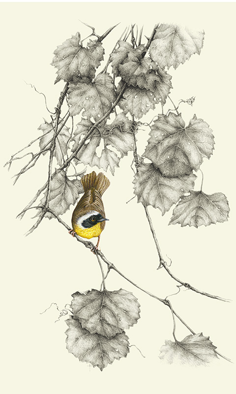 "Common Yellow-throated Warbler" picture