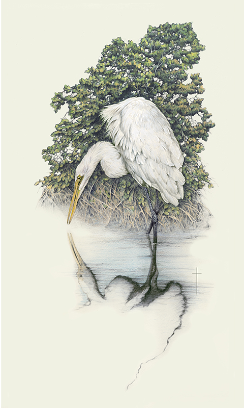 "Soul Searching" - great white egret picture