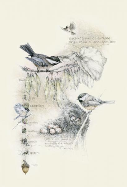 "Birds, Bugs and Berries" -   black-capped chickadee picture