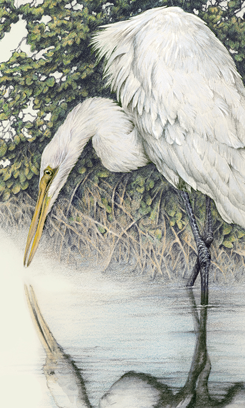 "Soul Searching" - great white egret picture