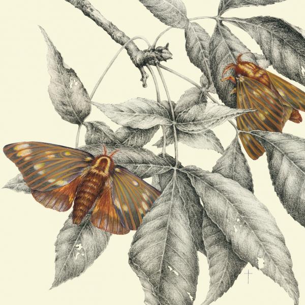 "Regal Silk Moth & Hickory"