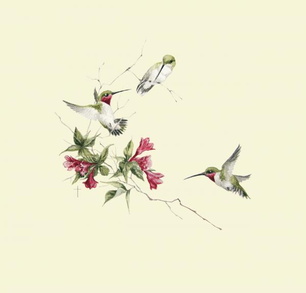 "Wigelia Ballet" - ruby-throated hummingbird picture
