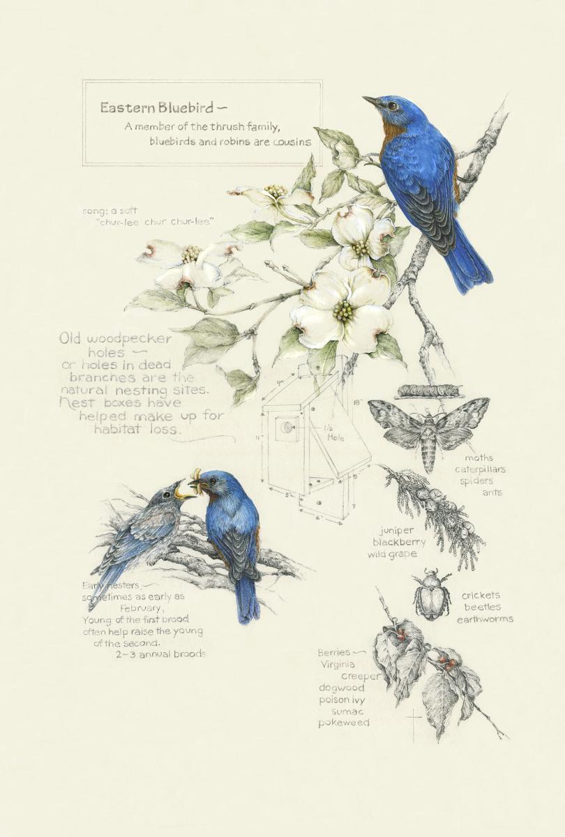 "Birds, Bugs and Berries - eastern bluebird" picture