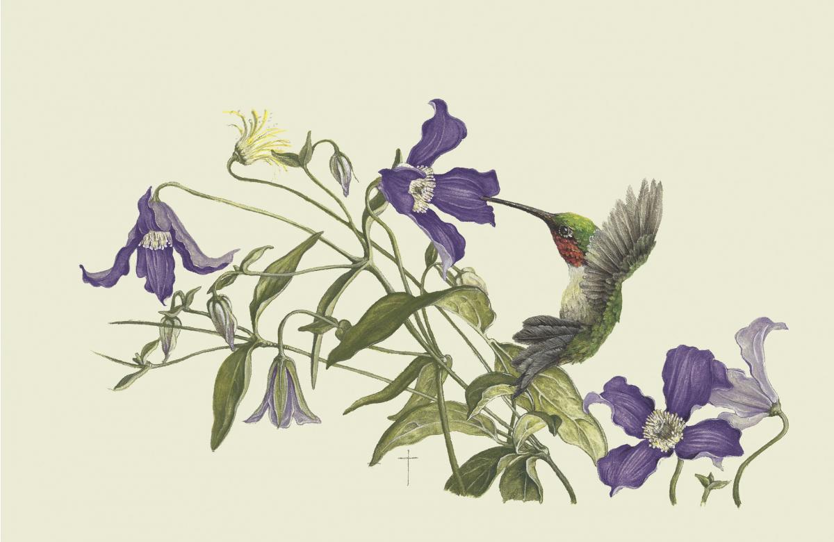 "A Clematis Moment" - ruby-throated hummingbird picture