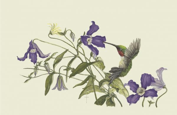 "A Clematis Moment" - ruby-throated hummingbird picture