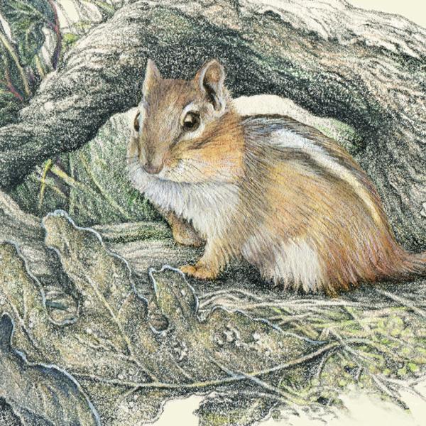 "April Chippies" - a happy pair of chipmunks doing what chippies do! picture