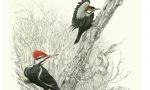 "The Girl Nextdoor" - pileated woodpeckers male and female