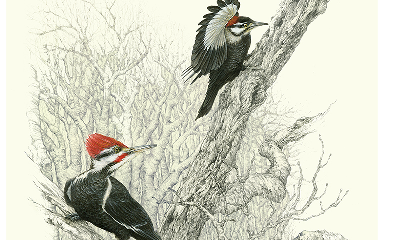 "The Girl Nextdoor" - pileated woodpeckers male and female picture