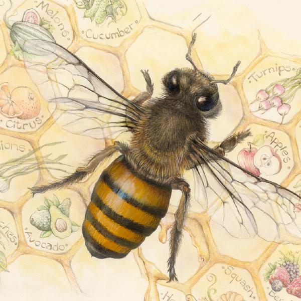 "Working Beehind the Scenes" - honeybee picture