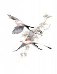 "Catching the Wind" - scissor-tailed flycatchers