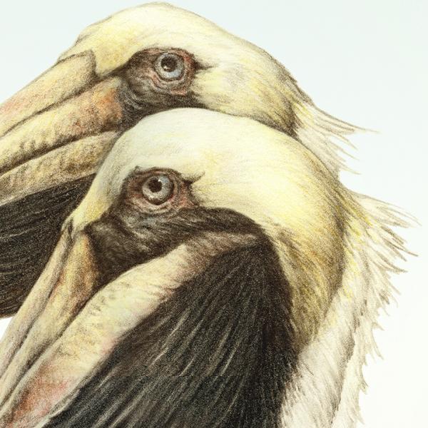 "Larry, Moe & Curly Joe" - brown pelicans picture