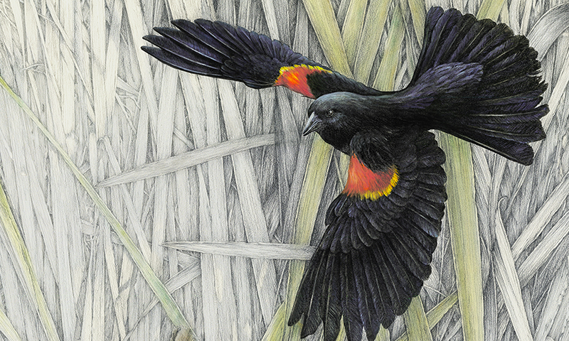 "Keeping Watch" - male and female red-winged blackbirds with some hidden critters