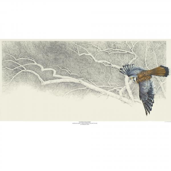 "Winter Sycamore" - American kestrel picture