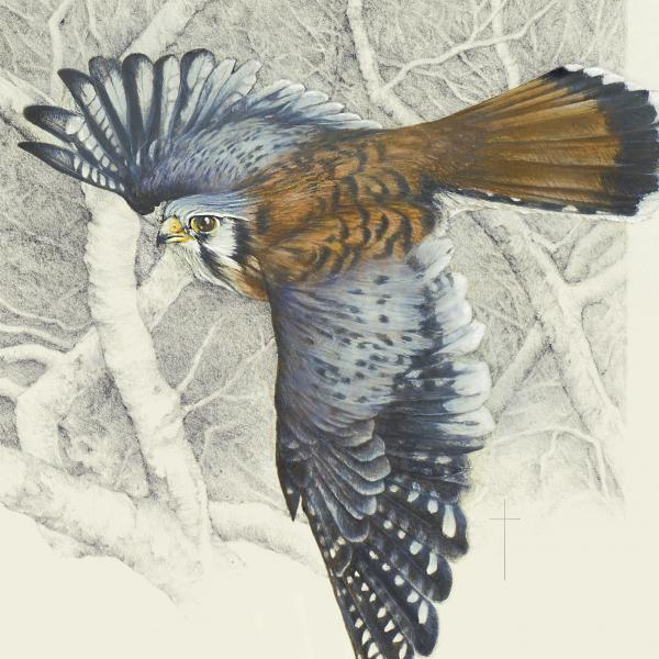 "Winter Sycamore" - American kestrel picture