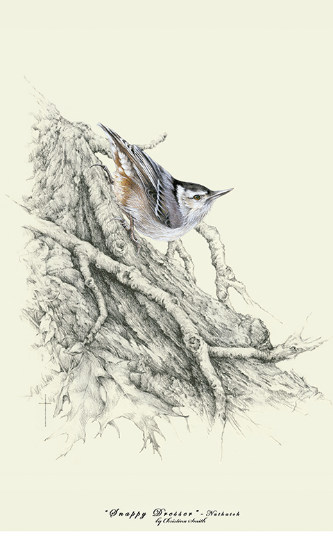 "Snappy Dresser" - white-breasted nuthatch