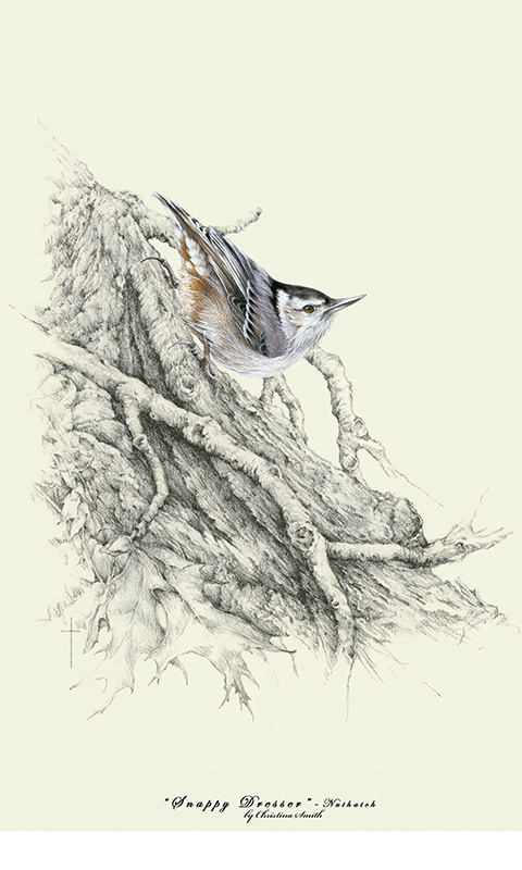 "Snappy Dresser" - white-breasted nuthatch picture