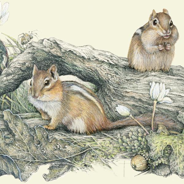 "April Chippies" - a happy pair of chipmunks doing what chippies do! picture