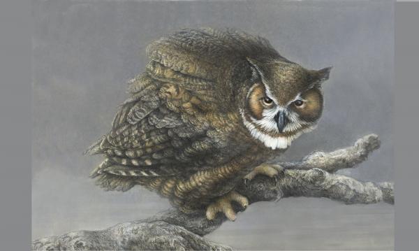 "Just Before Dawn" - great horned owl picture
