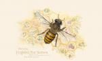 "Beehind the Scenes" - honeybee and crops we depend on it to pollinate