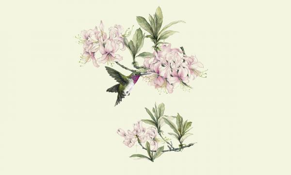 "Hummingbird & Azalea" - ruby-throated hummingbird picture