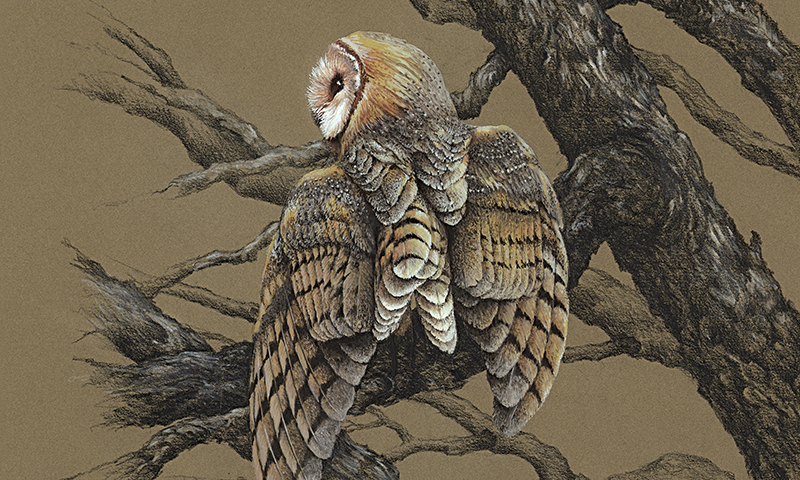 "Night Ghost" - barn owl picture