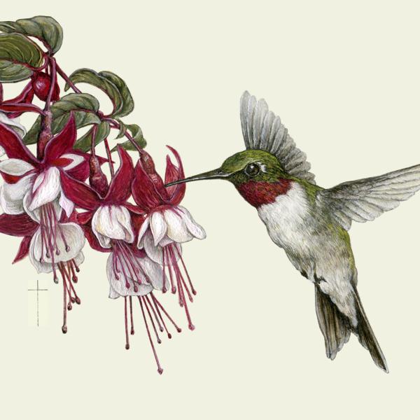 "Hummingbird and Fuchsia" - ruby-throated hummingbird picture