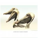"Larry, Moe & Curly Joe" - brown pelicans