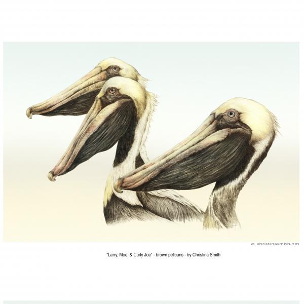 "Larry, Moe & Curly Joe" - brown pelicans picture