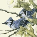 "Early Morning Jays" - bluejays and morning glory