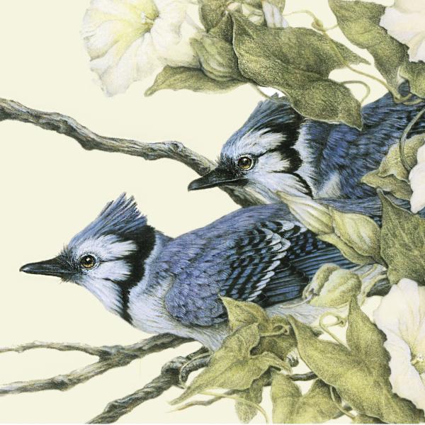 "Early Morning Jays" - bluejays and morning glory picture