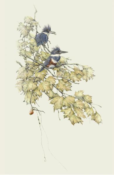 "Competition at the Fishing Hole" - belted kingfishers in sycamore picture