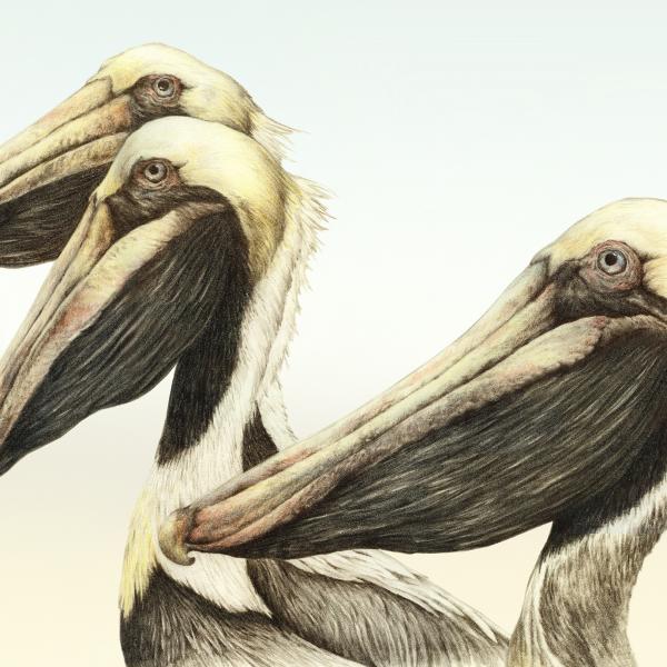 "Larry, Moe & Curly Joe" - brown pelicans picture