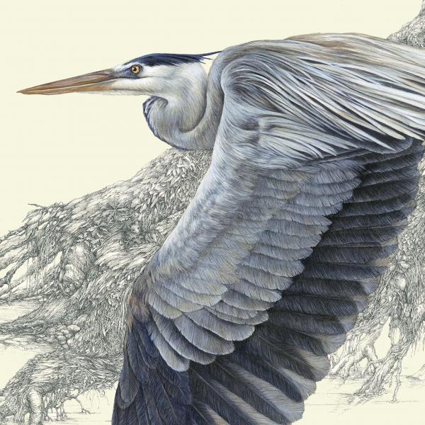 "Homeward Bound" - great blue heron with critters hidden in the pencil work picture