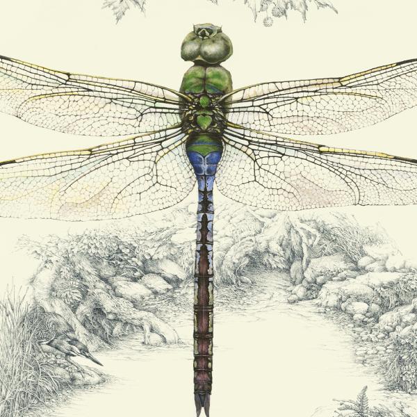 "It's Really About the Water" - emerald darner dragonfly and a dozen critters hidden in the pencil work picture