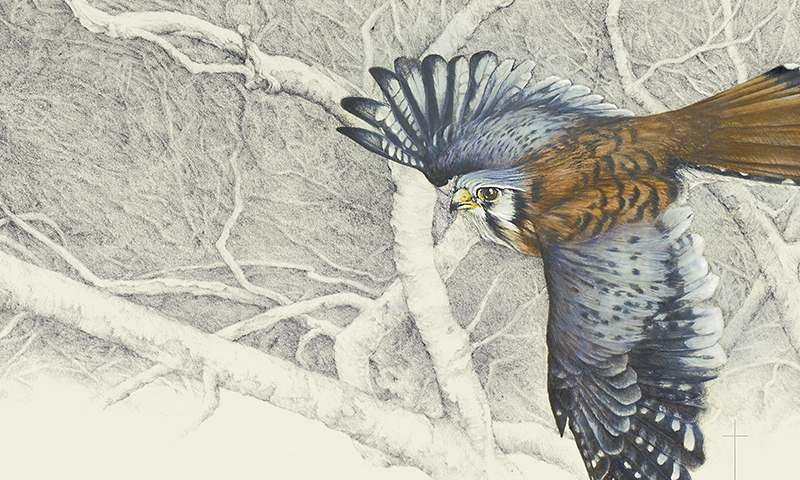 "Winter Sycamore" - American kestrel picture