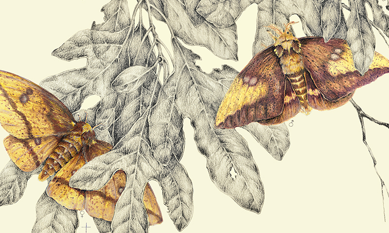 "Imperial Silk Moth & Sassafras"