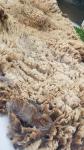 Moorit Ram Shetland Fleece 4lb FL#10