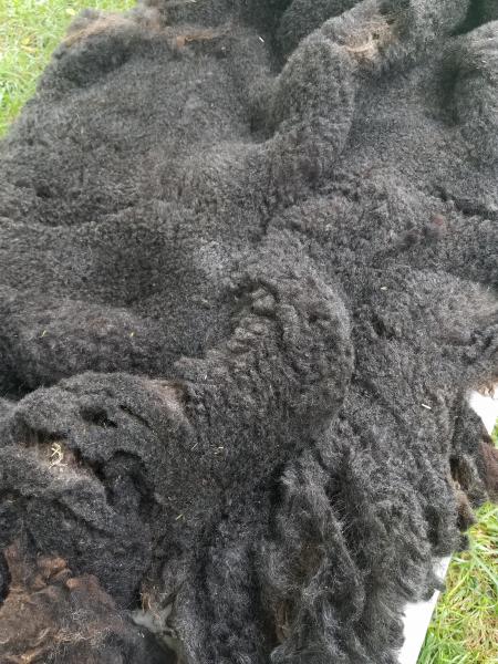 Shaela Grey Shetland Fleece 2.75lb FL#19 picture