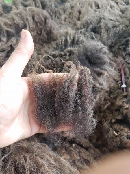 Shaela Grey Shetland Fleece 2.75lb FL#19 picture