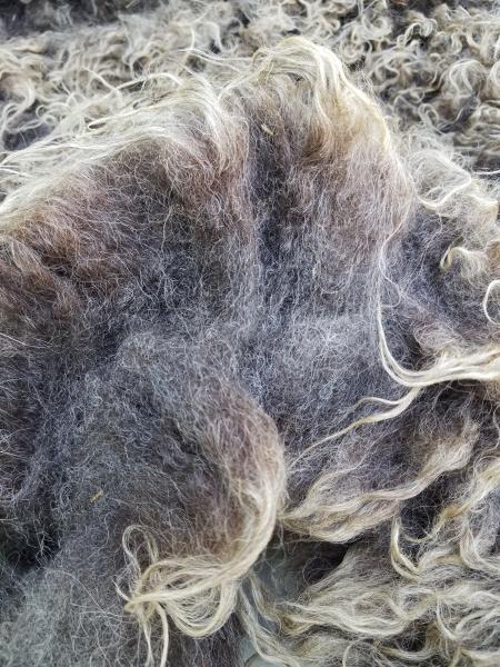 Charcoal Grey with silver tips Shetland Fleece 4.lb FL#24 picture
