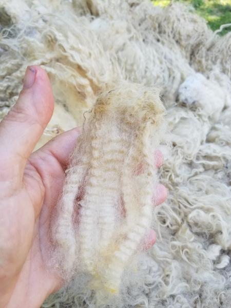 LG Lt Fawn to White Wether Shetland Fleece 5lb FL#26 picture