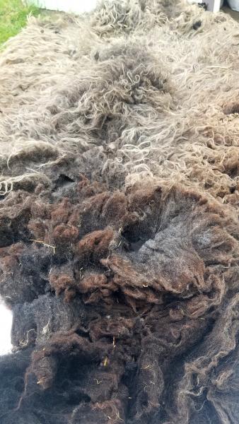 Black/Grey with grey tips Shetland Fleece 4.25lb FL#6 picture