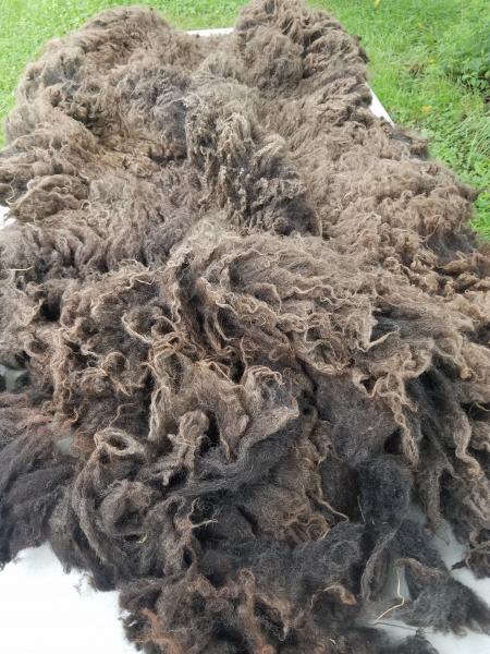 Shaela Grey Shetland Fleece 2.75lb FL#19 picture