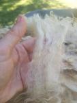 LG Light Fawn Ewe Shetland Fleece 5lb FL#23