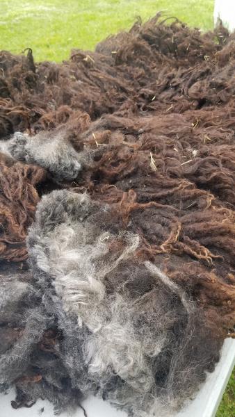 Black and Silver Shetland/Gotland Cross Lamb Fleece 4lb FL#8 picture