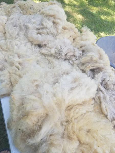 LG Light Fawn Ewe Shetland Fleece 5lb FL#23 picture