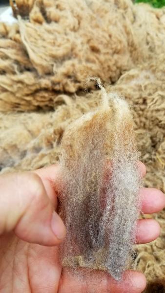 Moorit Ram Shetland Fleece 4lb FL#10 picture