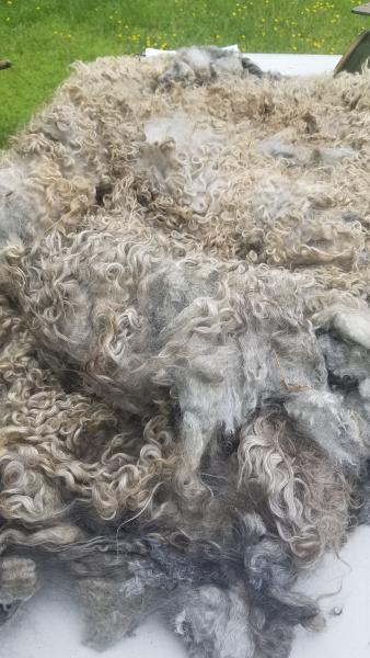 Silver Gotland Ram Fleece 8.5lb FL#13 picture